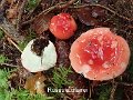 Russula mairei-amf2144-1